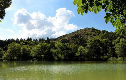 ფოტოგრაფი, რომლის ძაღლიც პროფესიონალურად პოზირებს... Rating